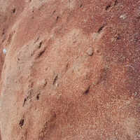 Agriculture Coco Peat Powder - Attributes: Eco-friendly
