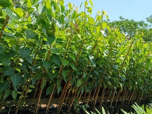 Sardar L49 Guava Plant