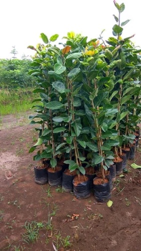 Forestry Plant