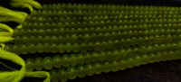 Lemon Green Onyx Rondelle Plain 8mm Beads Sold Per Strand 8 Inches long