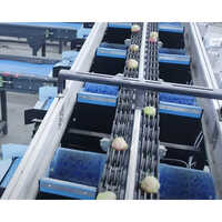 2 Lane Fruit And Vegetable Colour Size And Weight Sorting Machine