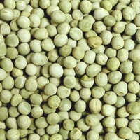 Green Dry Peas - Moisture (%): Nil