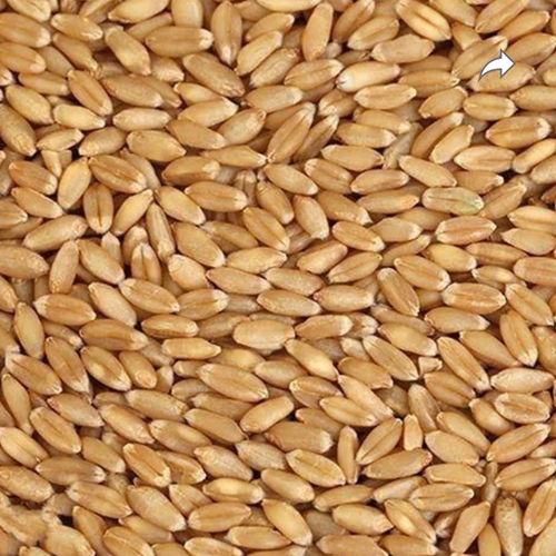 Natural Wheat Grains - Color: Brown