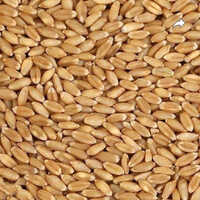 Natural Wheat Grains - Color: Brown