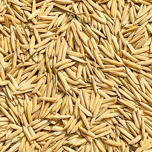 Basmati Paddy Seeds