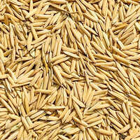 Basmati Paddy Seeds