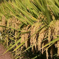 Miniket Rice Paddy Seeds - Color: Brown