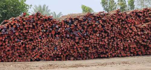 Australian Pine Logs