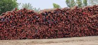 Australian Pine Logs - Standard Size, Industrial Grade | Excellent Finishing, High Strength, Durability, Moisture Resistance