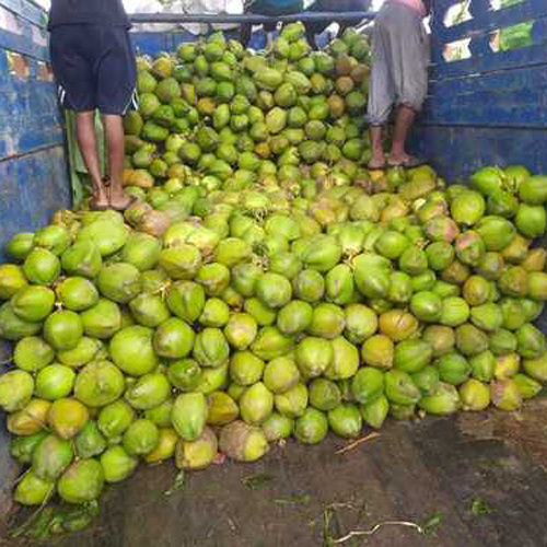 Organic Farm Fresh Green Coconut