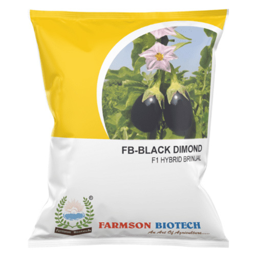 Brinjal Seeds -Black Dimond F1 Hybrid - Non-Spiny Vigorous Plant, 60-70 gm Small Oval Shiny Purple Fruit, High Yield 7-8 Ton/Acre, 45-50 Days Maturity
