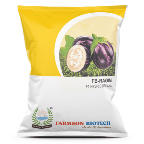 BRINJAL SEEDS -RAGINI F1 HYBRID - Purple with White Streaks Oval Shape 80-90 GM Fruit Weight | High Yielding Non-Spiny Early Hybrid Variety