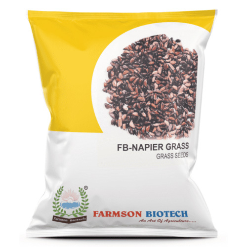 Grass Seeds -Napier - Cultivation Type: Common