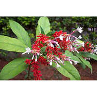 Herb Plant