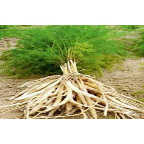 Shatavari Plant