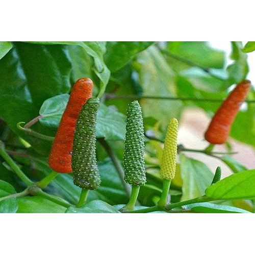 Pippali Plant