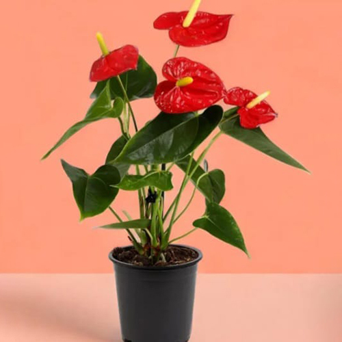 Red Anthurium Plant