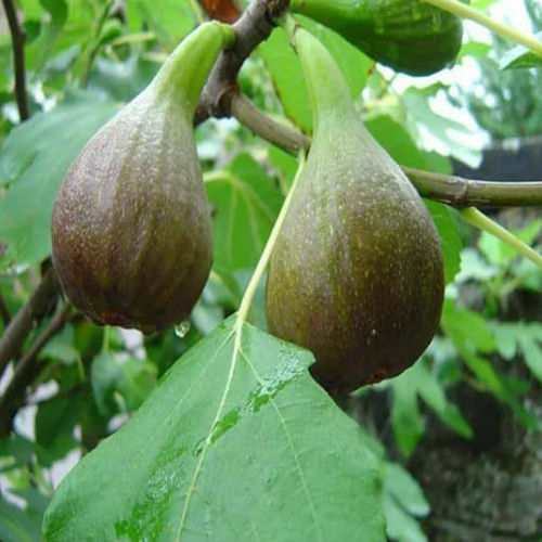 Anjura Tree