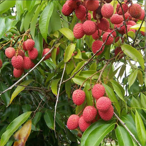 Litchi Plant - Breed: Different Available