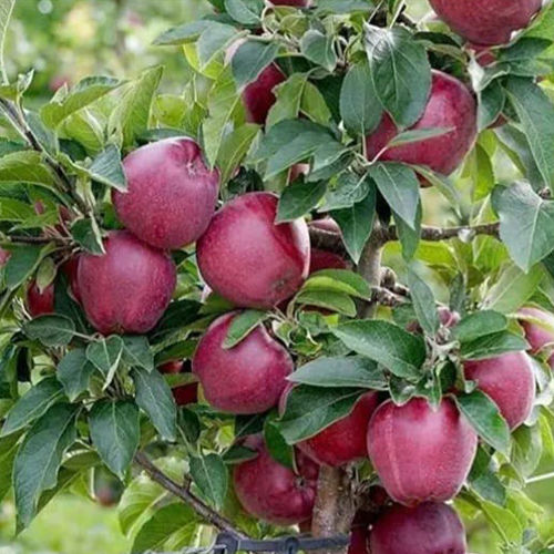 Apple Tree - Breed: Different Available