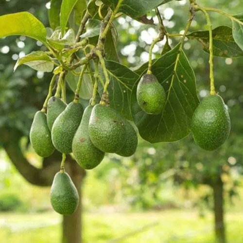 Avocado Tree