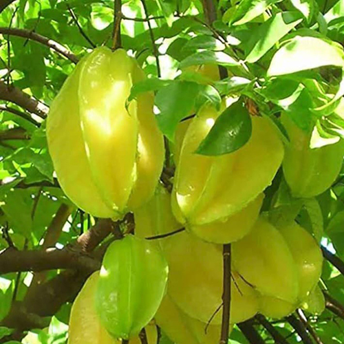 Star Fruit Plant