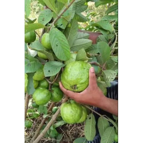 Banarsi Guava Tree