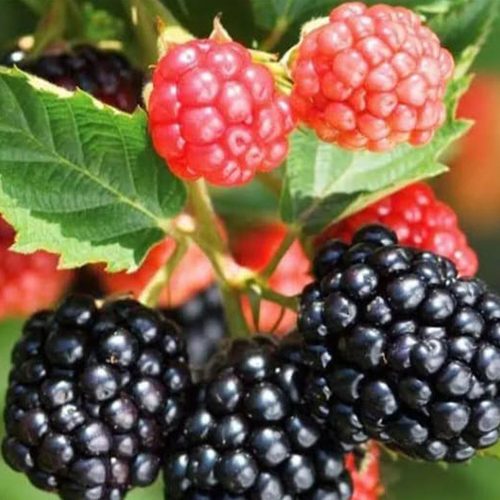 Blackberry Tree