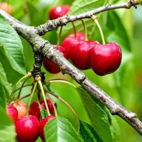 Cherry Tree