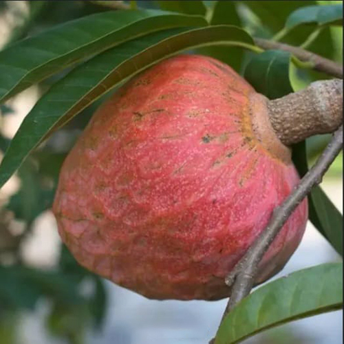 Custard Apple Tree