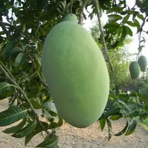 Noorjahan Mango Tree