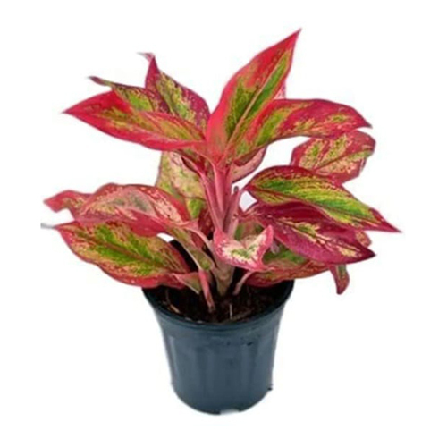 Aglaonema Plant