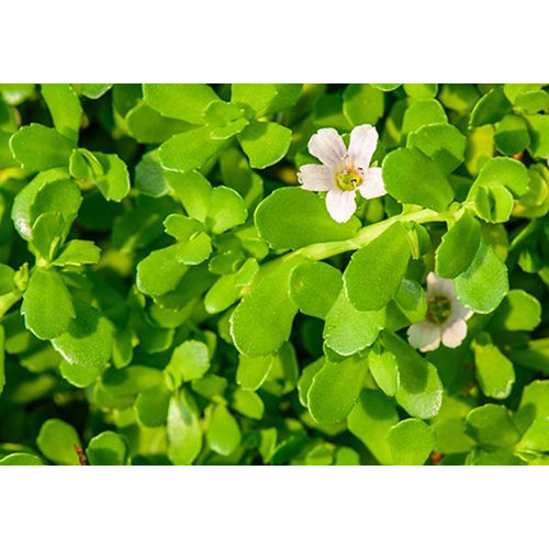 Brahmi Plant