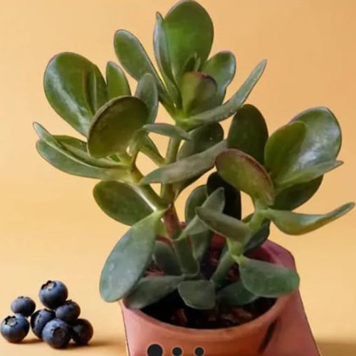 Crassala Jade Plant