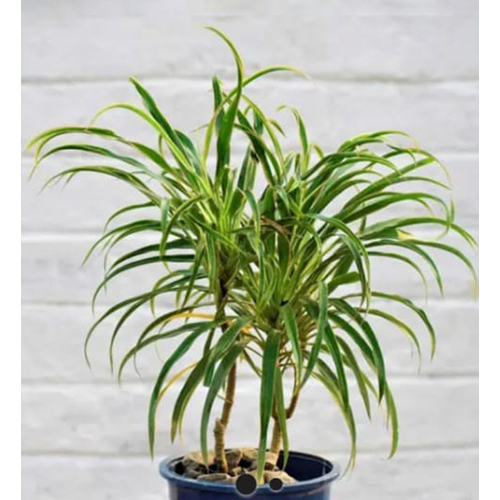 Drecina Green Thin Leaves