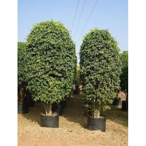 Ficus Plant