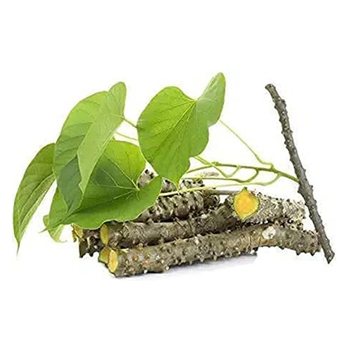 Guduchi Plant