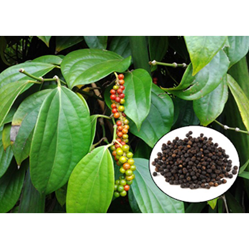 Maricha Tree Plant