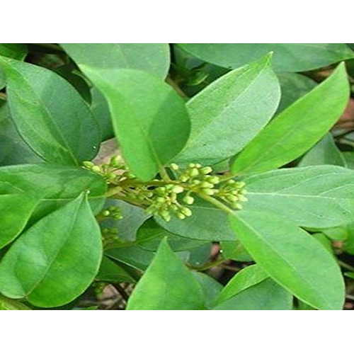Meshashringi Plant