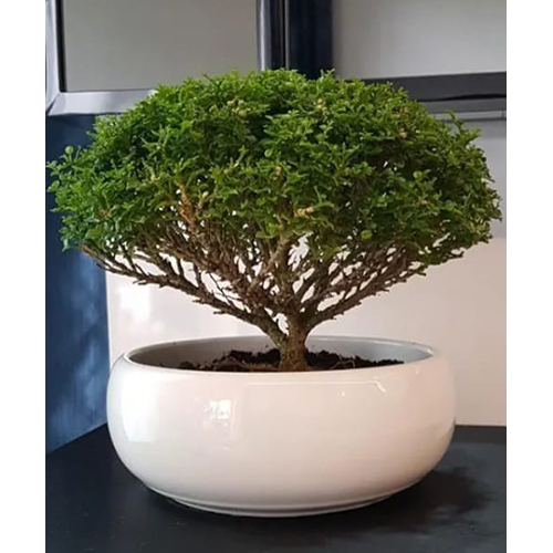 Bonsai Plant