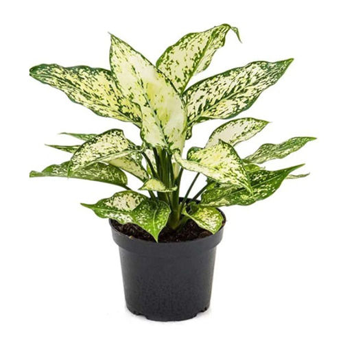 Bushy Foliage Plant - Breed: Different Available