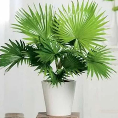 China Palm Plant