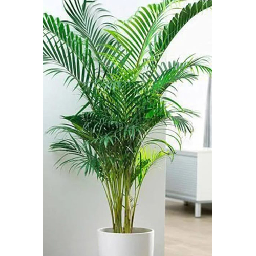 Chitaanse Areca Plant
