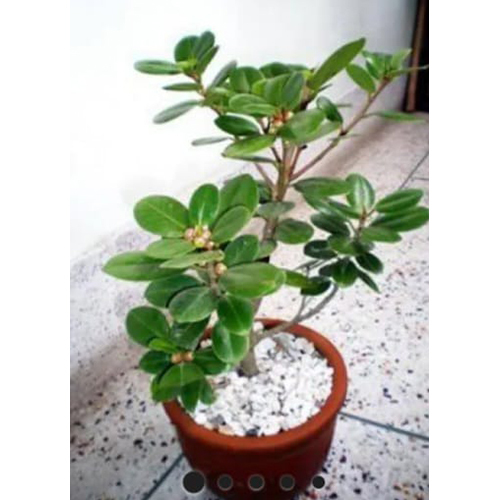 Cloud Farm Ficus Plant