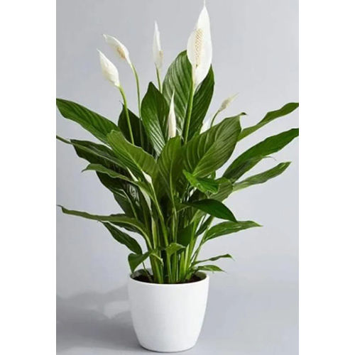 Peace Lily Plant