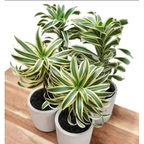 Platone Song Plant