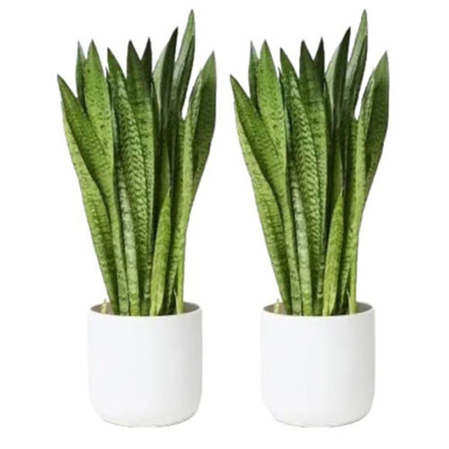 Snake Plant