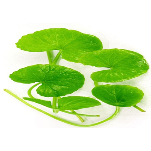 Thankuni Plant
