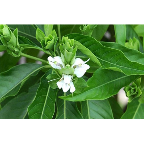 Vasaka Plant