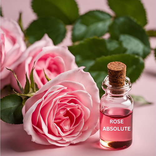 Rose Absolute Oil